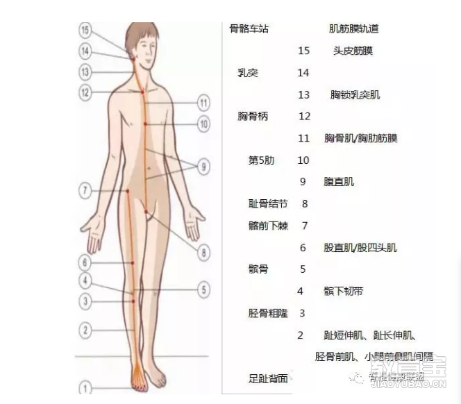 人体12条筋膜链解析及具体手法操作