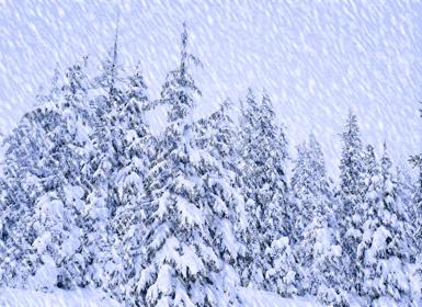 冬天鹅毛大雪动态图片图片
